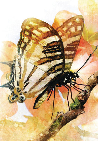 BUTTERFLY TRANSFORMATIONS [INGLÉS]