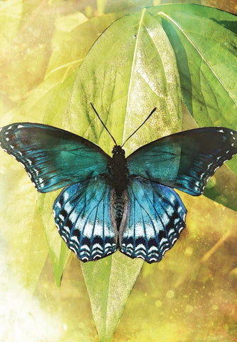 BUTTERFLY TRANSFORMATIONS [INGLÉS]