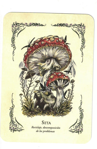 BRUJA VERDE LA . EL ORACULO (LIBRO Y CARTAS)