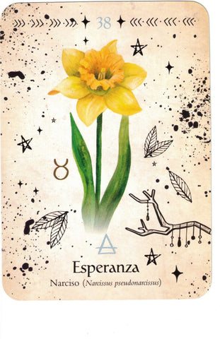 ORACULO DE LA BRUJA VERDE (LIBRO Y CARTAS)