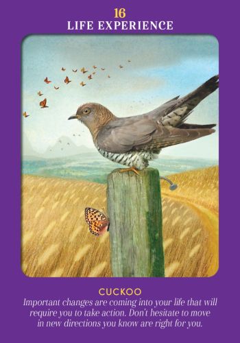 ANIMAL GUIDES TAROT (INGLES)
