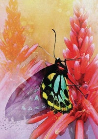 BUTTERFLY AFFIRMATIONS CARDS (INGLES)