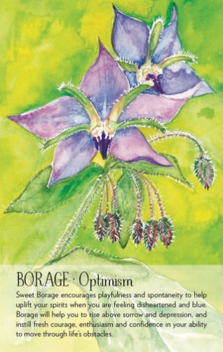 SOULFLOWER PLANT SPIRIT ORACLE (INGLES)